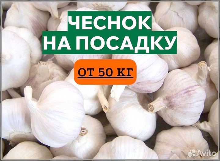 Семена. Чеснок на посадку