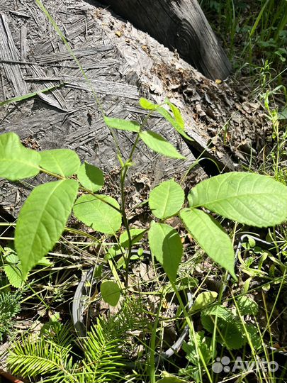 Саженцы ореха маньчжурского