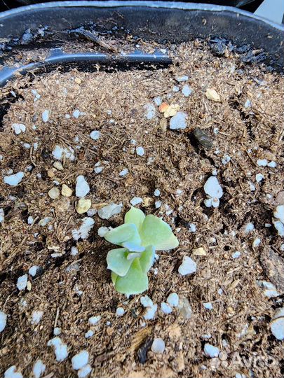 Суккуленты. Эхеверия топси турви