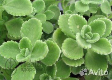 Цветы, Пеларгонии-герани взрослые и укорененные