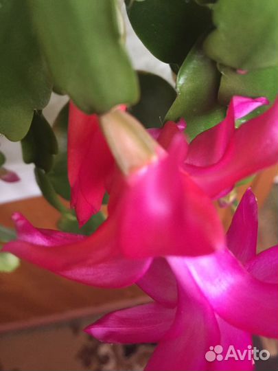 Декабрист шлюмбергера