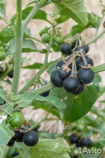 Паслён шершавый