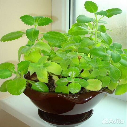 Мята домашняя или плекантус