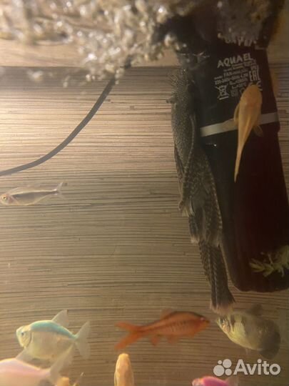 Продам готовый аквариум