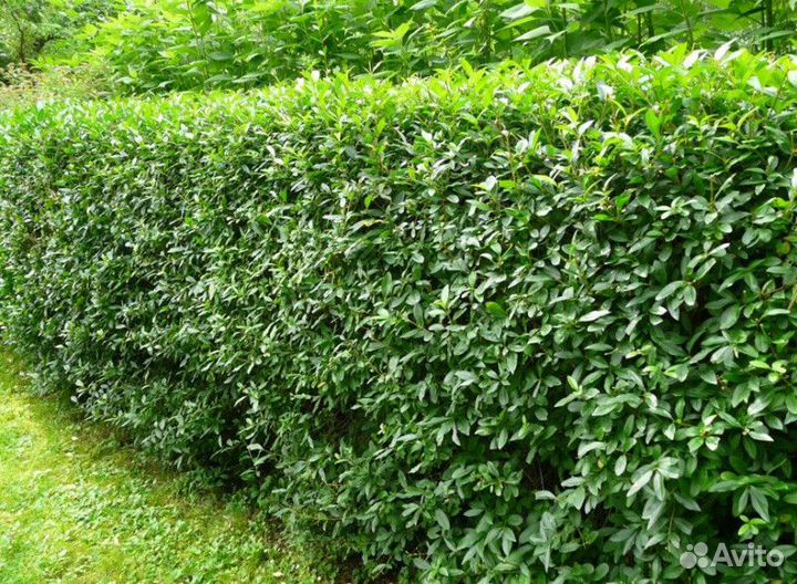 Бирючина обыкновенная Высота от 25см