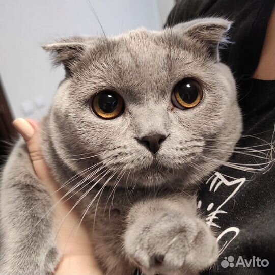 Шотландский вислоухий кот на вязку