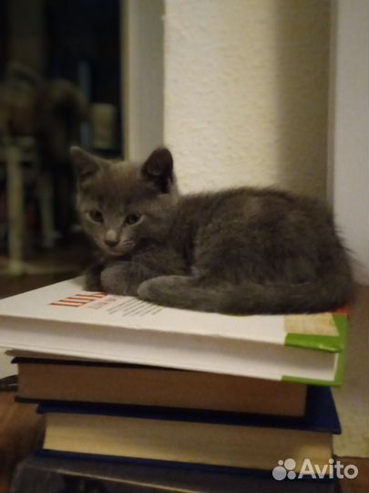 Котенок мальчик серый