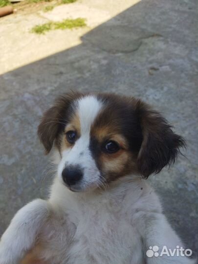 Отдам в добрые руки