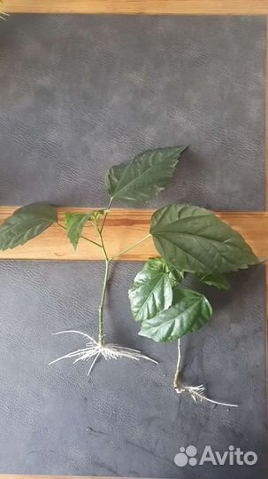 Гибискус китайская роза