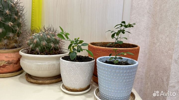 Антуриум, кактусы, мурайя