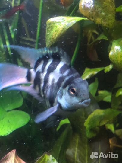 Сапфировые попугаи