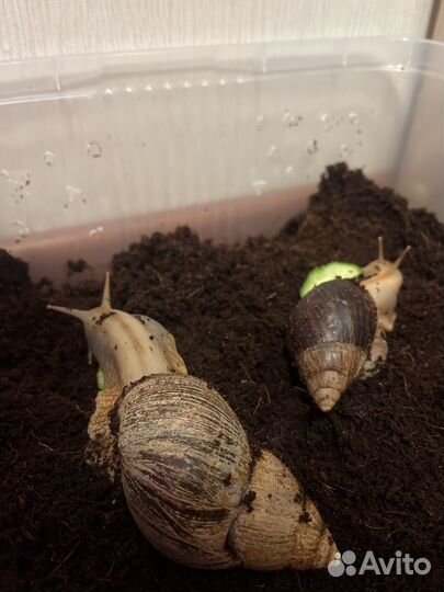 Улитка домашняя