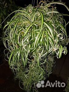 Хлорофитумы кудрявый Бонни и др