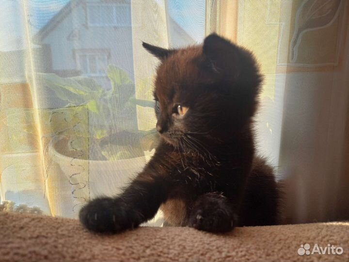Котенок