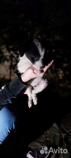 Собака в добрые руки щенок