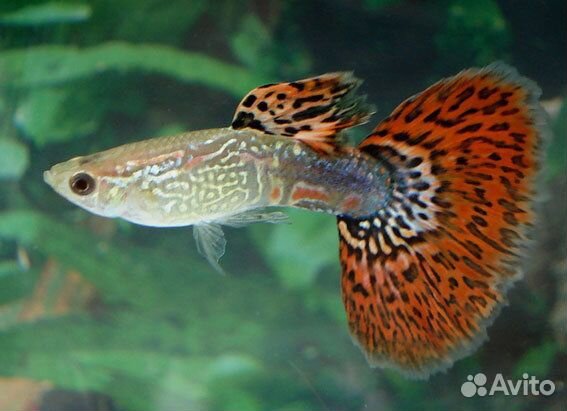 Аквариумные рыбки Гуппи (Красная кобра)