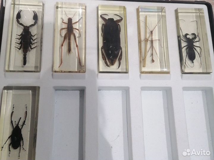 Жуки в стекле