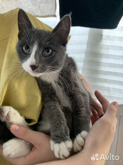 Котенок мальчик серый
