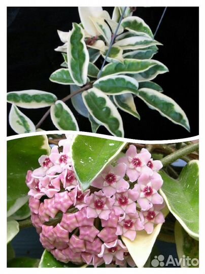 Хойя мультифлора,финлайсони,лакуноза,белла др