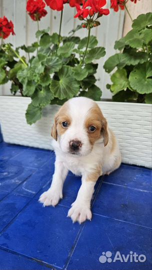 Собаки щенки