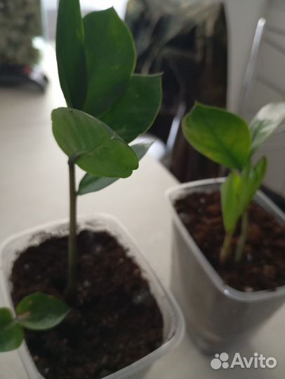 Замиокулькас