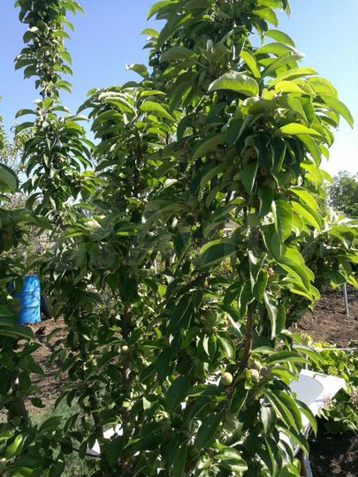 Дом 130 м² на участке 17 сот.