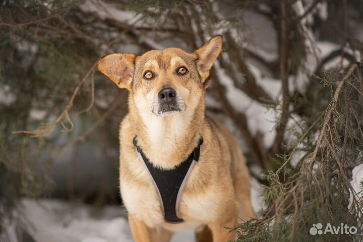 Байкал. 50см вхолке. Ищет дом