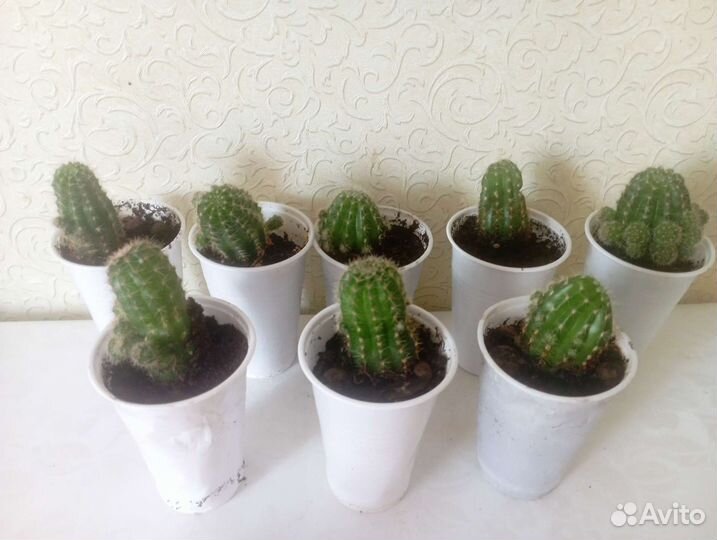 Кактус