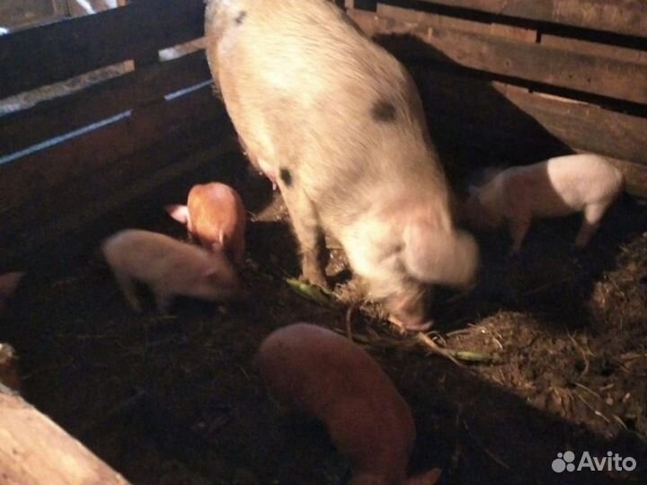 Белая+дюрок