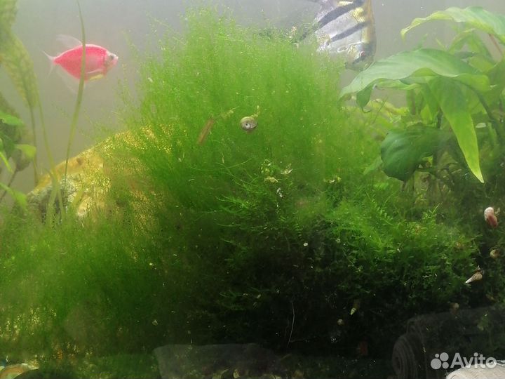 Водоросли для аквариума