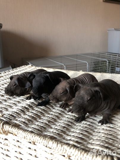 Морская свинка скинни малыши