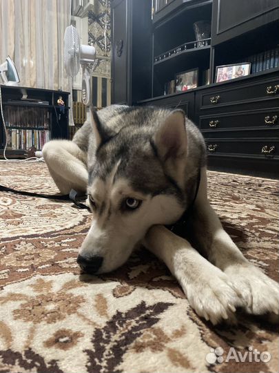 Хаски в добрые руки