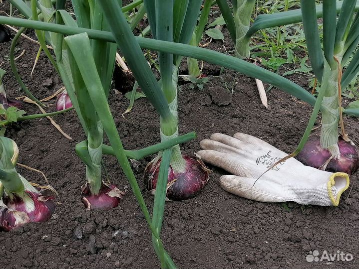 Ялтинский лук семена