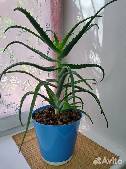 Алоэ лечебный