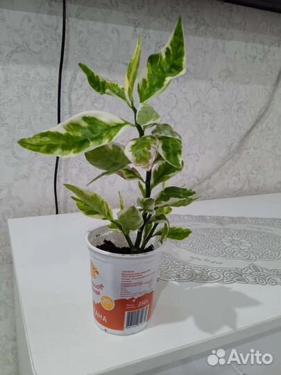 Педилантус