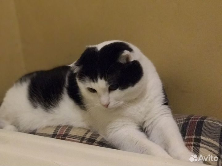 Кастрированный котик Милош