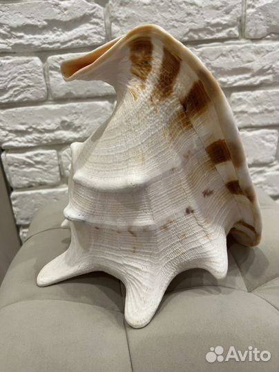 Ракушка морская большая