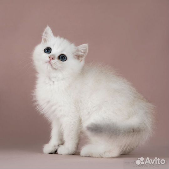 Серебристые британские шиншиллы