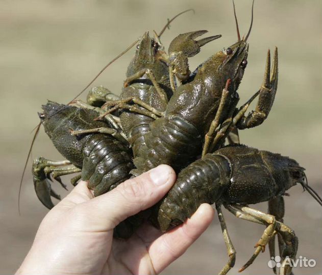 Волжские раки Самара