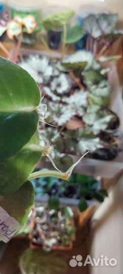 Листики сортовых фиалок