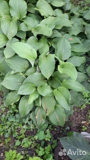 Садовые многолетники