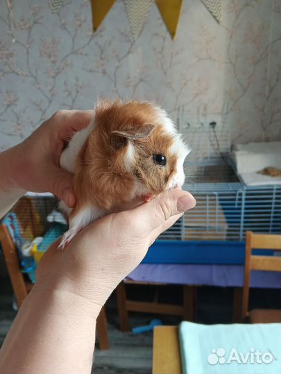 Морская свинка девочка