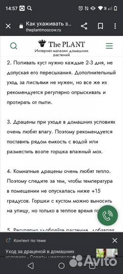 Пальма драцена