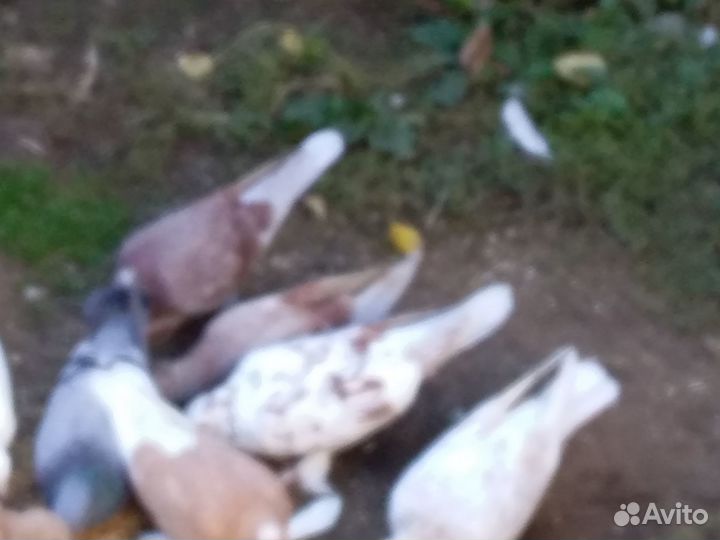 Продажа голубей