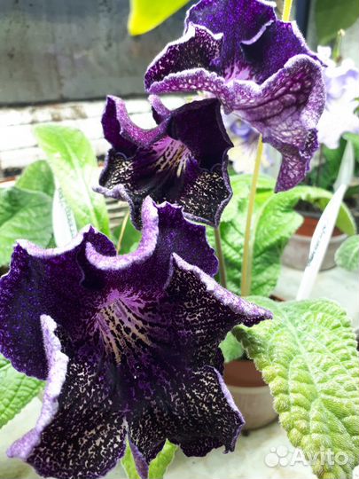 Стрептокарпусы