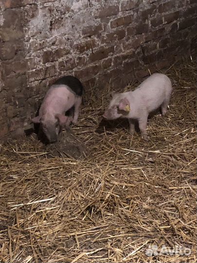 Поросята