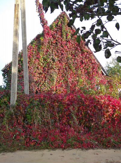 Дом 50 м² на участке 10 сот.