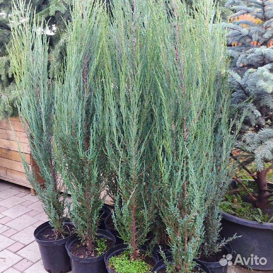 Скальные голубые можжевельники Блю Эрроу, Мунглоу