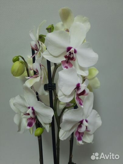 Орхидея с деткой