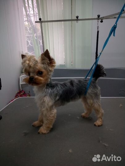 Стрижка, тримминг собак с выездом, либо у меня